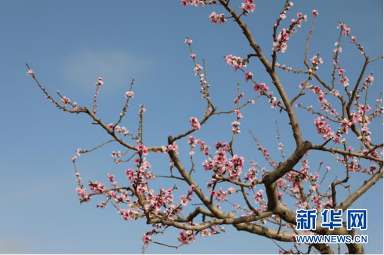 桃花嫣红春意闹。新华网发(童张伟 摄)
