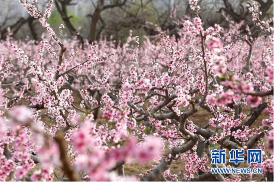 桃花绽放,灼灼其华。新华网发(童张伟 摄)