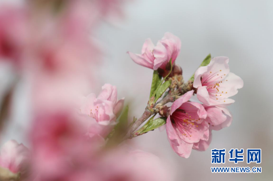 一簇桃花绽放枝头,芬芳吐蕊舞春风。新华网发(童张伟 摄)