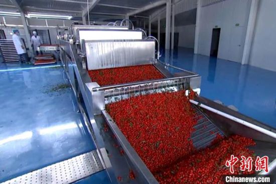 图为瓜州县扶贫车间加工的新鲜枸杞。