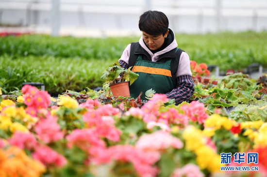 12月8日,工人在兰州新区现代农业示范园内查看花卉生长情况。新华社记者 陈斌 摄