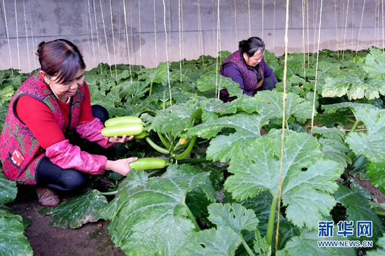 12月21日,工人在临夏县一农业园区的温室大棚内采摘蔬菜。新华社发(史有东 摄)
