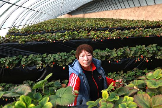 农民李艳丽管理草莓