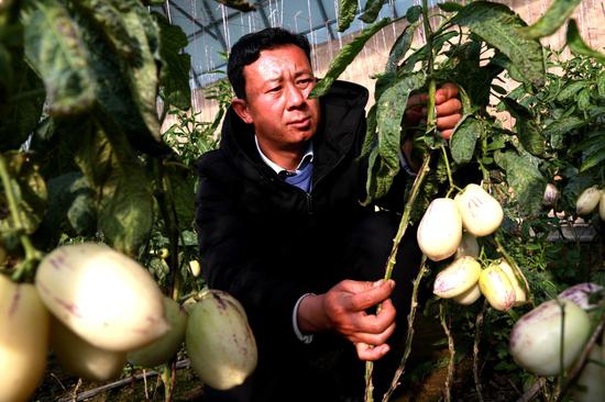 农民路强管理人参果