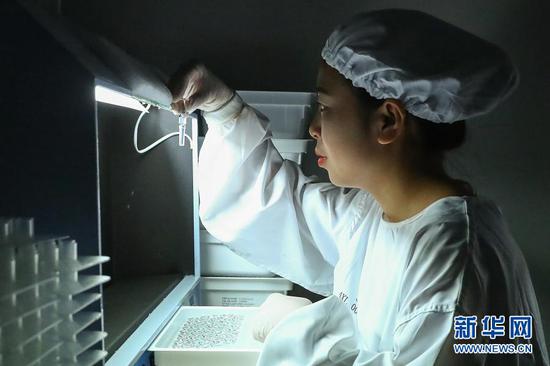 12月25日,工作人员在国药集团中国生物北京生物制品研究所的新冠病毒灭活疫苗分包装车间内进行人工灯检。新华社记者 张玉薇 摄