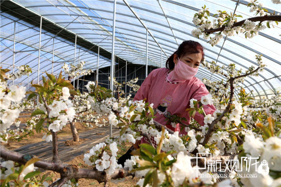 庆阳禾润种养殖农民专业合作社技术员在樱桃大棚中检查蜜蜂授粉情况 。