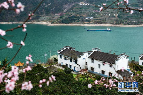 这是2月27日在三峡库区秭归县屈原镇西陵峡村拍摄的鲜花盛开的脐橙园。湖北省宜昌市秭归县在建设美丽乡村中,因地制宜,在脐橙园里种植桃树、李树等果树。此举既保护了三峡库区的水土,增加了当地村民收入,也使峡江两岸乡村美丽如画。 新华社发(郑家裕 摄)