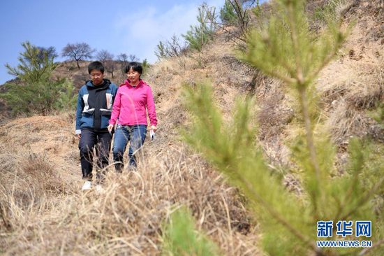 3月11日,在平凉市崆峒区白水镇焦庄村北山,张文玉(右)和同事查看油松栽植情况。新华社记者 范培珅 摄