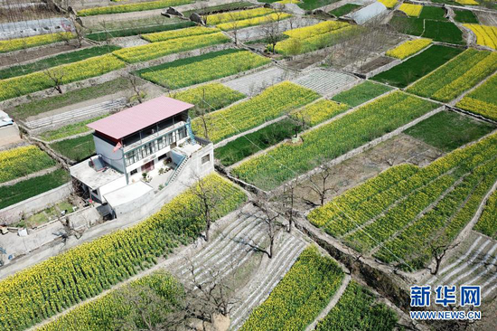 这是3月17日在舟曲县大川镇境内拍摄的油菜花(无人机照片)。新华社记者 范培珅 摄
