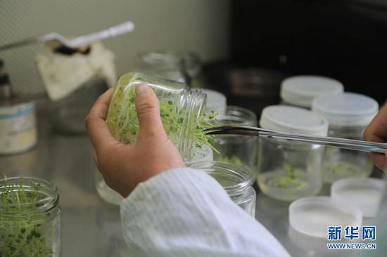 3月26日,在甘肃省定西市安定区香泉镇马铃薯种薯扶贫产业园,工人对马铃薯脱毒组培苗进行扩繁。新华社发(王克贤 摄)