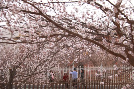 2021年3月27日,游客在甘肃省敦煌市月牙泉镇月牙泉村的李广杏园内赏花。