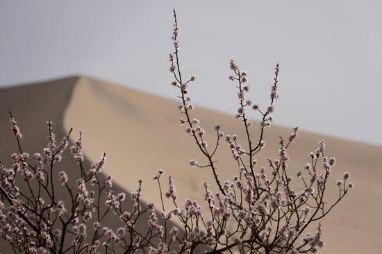 这是2021年3月27日在甘肃省敦煌市月牙泉镇月牙泉村拍摄的李广杏花。