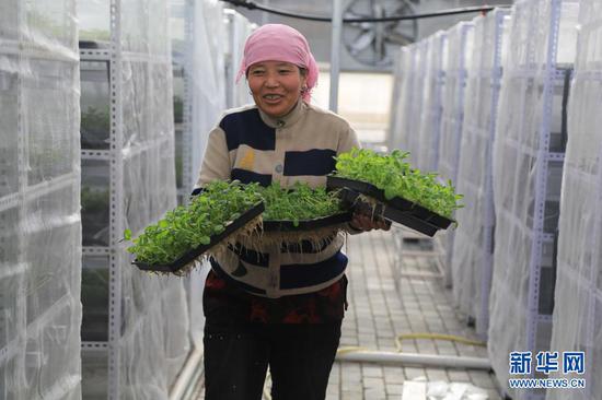 3月26日,在甘肃省定西市安定区香泉镇马铃薯种薯扶贫产业园,工人搬运准备进行扩繁的马铃薯脱毒组培苗。新华社发(王克贤 摄)