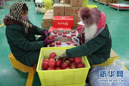 2021年1月12日,在静宁县苹果标准化分选中心,工作人员为苹果礼品盒装箱。新华社记者 马莎 摄