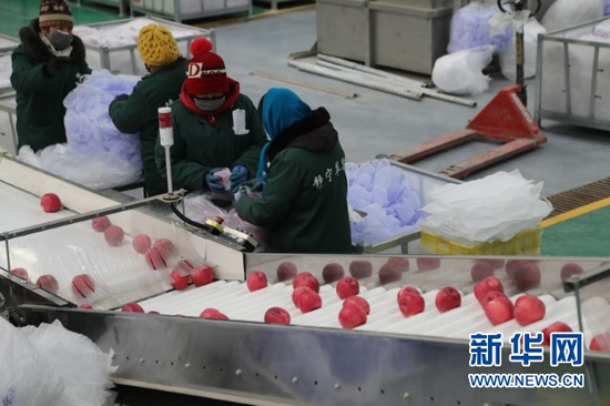 2021年1月12日,在静宁县苹果标准化分选中心,工作人员在苹果自动分拣机旁忙碌。新华社记者 马莎 摄
