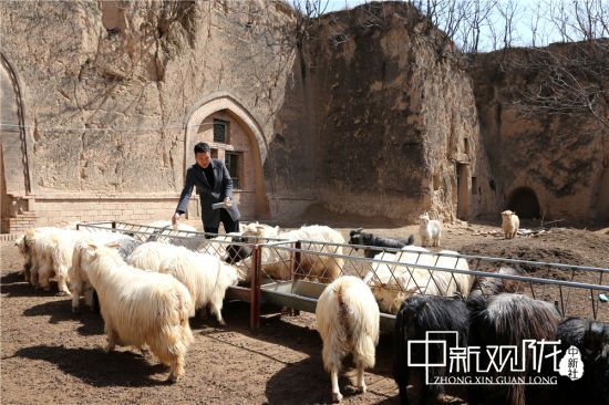 图为路涛喂养绒山羊。