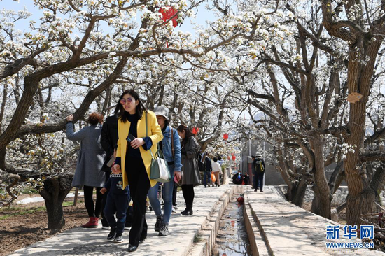 4月5日,游客在皋兰县什川镇古梨园赏花。新华社记者 范培珅 摄