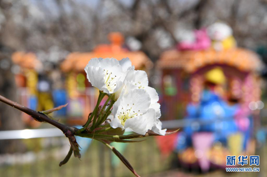 这是4月5日在皋兰县什川镇古梨园拍摄的梨花。新华社记者 范培珅 摄