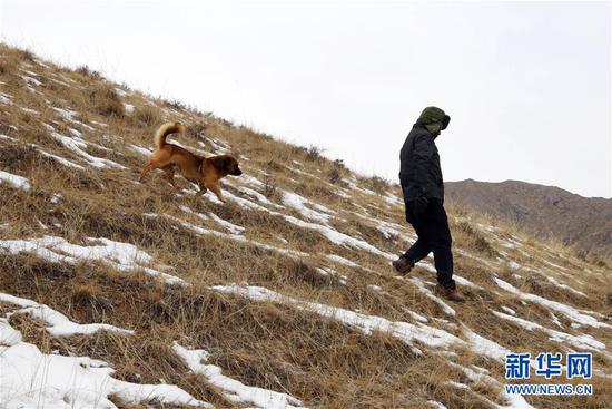 1月15日,“小黄”跟随三岔资源管护站护林员张得团一起巡山。