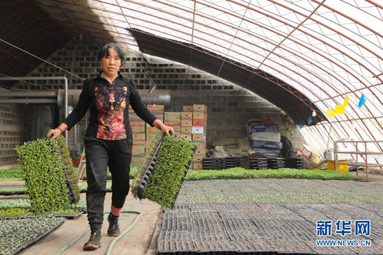 3月13日,村民在酒泉市肃州区银达镇六分村的一家合作社育苗大棚内忙碌。新华社记者 张智敏 摄