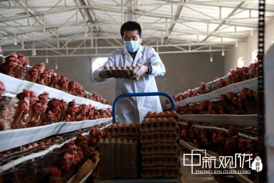 图为敦煌市一养殖场工人在养殖棚内捡鸡蛋。