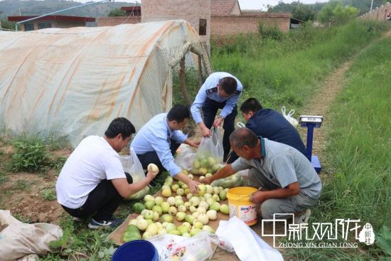 图为西峰区税务局开展消费扶贫,帮助对口帮扶村肖金镇纸坊村贫困户销售滞销甜瓜。(资料图)