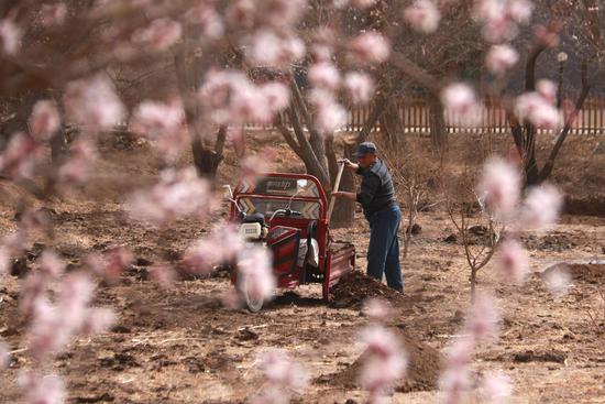 2021年3月27日,甘肃省敦煌市月牙泉镇月牙泉村农民在李广杏园中劳作。