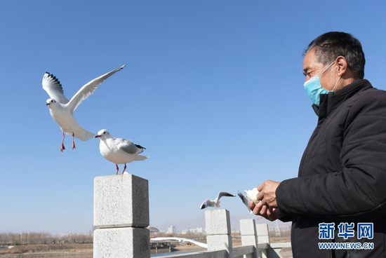 1月18日,在甘肃省临夏回族自治州永靖县刘家峡镇黄河岸边,居民给红嘴鸥喂食。新华社发(史有东 摄)