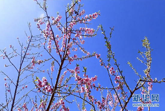 蓝天下桃花盛开。新华网发(李董 摄)