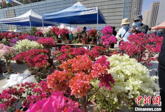 图为市民选购喜爱的花卉。 刘玉桃 摄