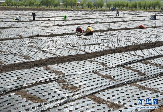 临夏县尹集镇农民在田里栽植葱苗(5月16日摄)。新华社发(史有东 摄)