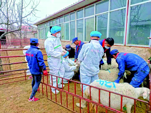 1月24日,在甘肃省兰州市榆中县夏官营镇的一家养殖场里,乡村兽医正在给羊采血。 受访者供图