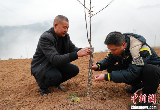 图为冯继(右一)查看苹果嫁接成活率情况。(资料图)受访者供图
