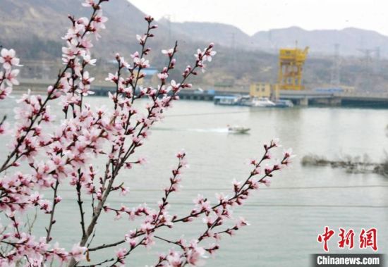 近日,刘家峡水库两岸山花绽放,春光明媚。