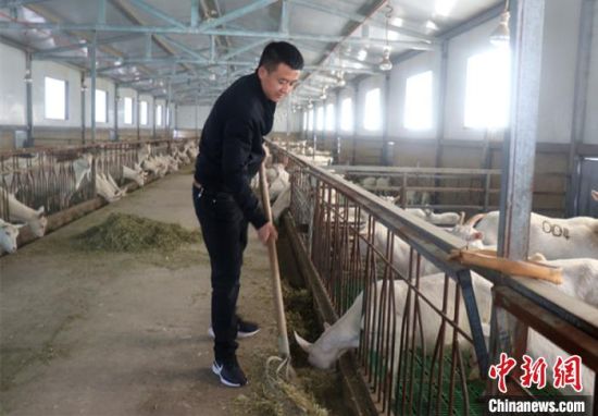 甘肃庆阳市小伙嵇元拯回乡创业当“羊倌”,细心学习养殖技术