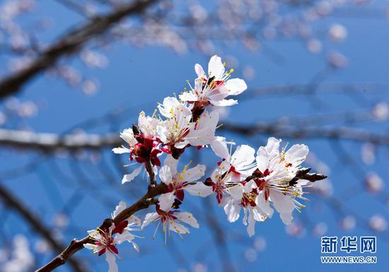 杏花绽放春色美。