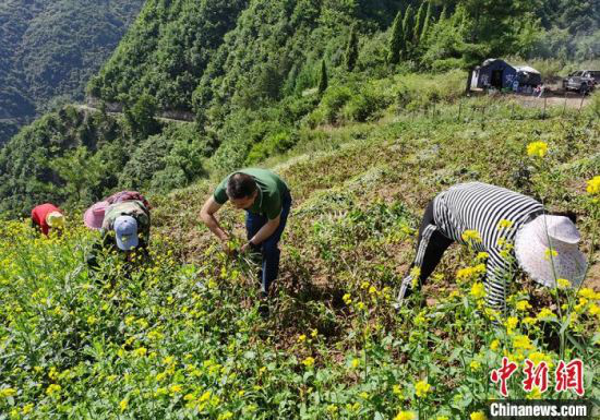 图为冯继(右二)和村民一起务农,了解村民实际困难。(资料图)受访者供图