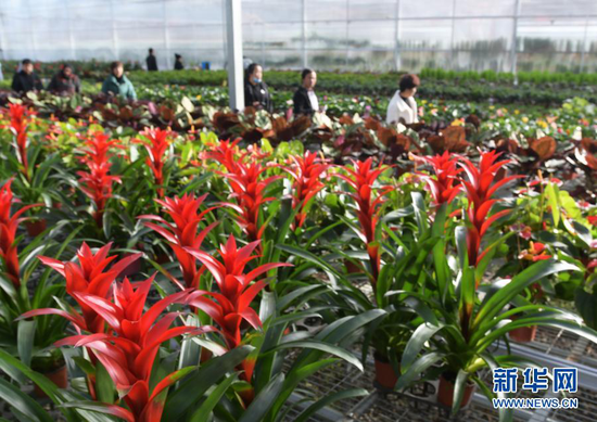 12月21日,顾客在临夏县一农业园区的花卉大棚内选购花卉。新华社发(史有东 摄)