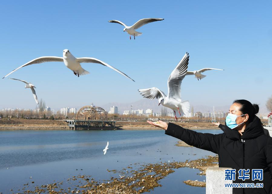 1月18日,在甘肃省临夏回族自治州永靖县刘家峡镇,居民给红嘴鸥喂食。新华社发(史有东 摄)