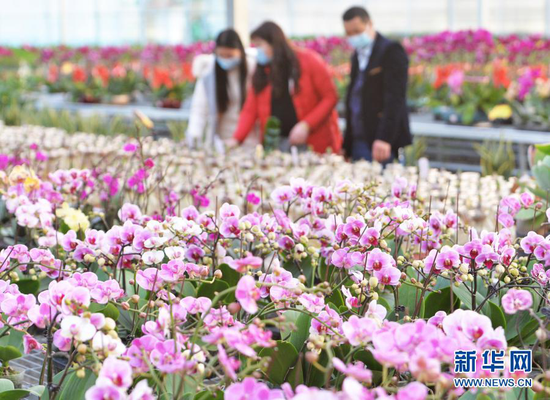 2月2日,顾客在甘肃省临夏县一花卉市场选购蝴蝶兰。新华社发(史有东 摄)