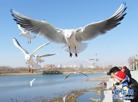 1月18日,红嘴鸥在甘肃省临夏回族自治州永靖县刘家峡镇上空飞翔。新华社发(史有东 摄)