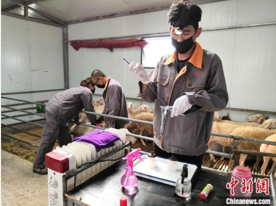图为庆阳中盛农牧大学生“羊倌”在检测羊只