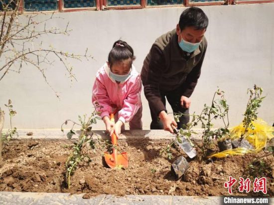 兰州市安宁区教育局家属院业主栽植月季花。