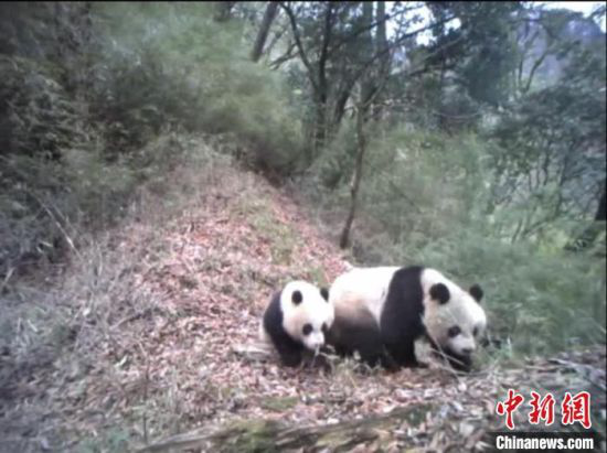 随着甘肃白水江国家级自然保护区管理局监测野生大熊猫设备的增多,其身影频繁进入大众视野。(资料图) 甘肃白水江国家级自然保护区管理局供图