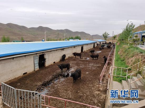 图为八里湾乡安格斯肉牛养殖专业合作社的牛舍。