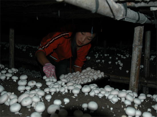 2005年,宁夏彭阳县,菇农正在采集菌草栽培的双孢菇。