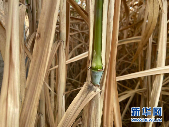 在定西菌草越冬繁育中心,越冬的菌草嫩芽鲜绿。新华社记者 王朋 摄