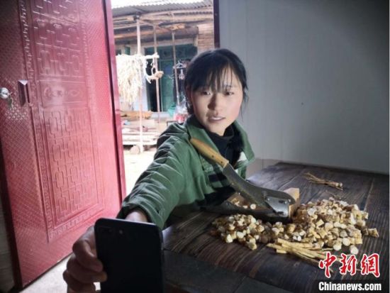 3月下旬,甘肃陇南市宕昌县的“90后”农家女,用手机直播中药材切片。