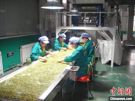 庆城县嘉辉食品有限公司公司+农户模式,保障农户种植收益稳定,保底收购农产品,今年一季度,该公司出口创汇240万美元。图为公司生产车间中农户在工作。