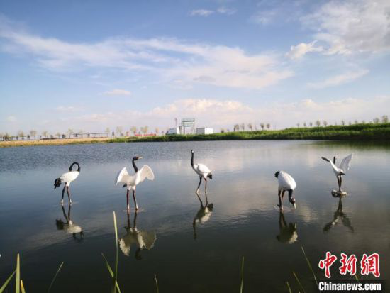 图为2020年5月中旬的肃州区六分西湖湿地景区。(资料图) 冯志军 摄